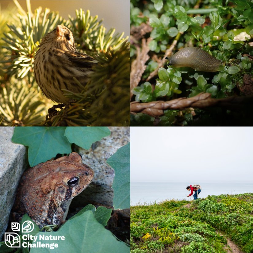 Srijeda u Muzeju: Priroda na dlanu - City Nature Challenge