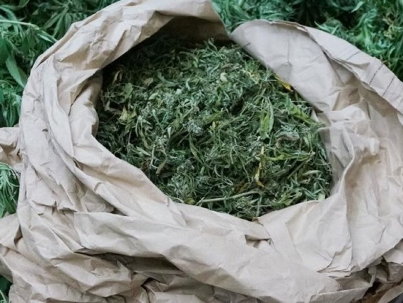 Pretragom stana oduzeta marihuana i digitalna vaga