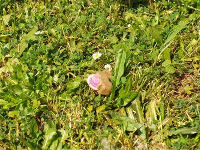 Iz aviona će padati &ldquo;kolačići&rdquo;: akcija kreće iz Varaždina