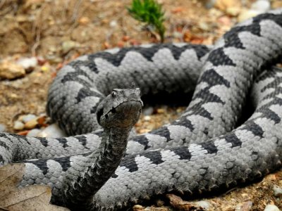 VIDEO, FOTO Nedjeljna &scaron;etnja kao iz "Discovery Channela", objektivom ulovio dva poskoka u borbi za teritorij