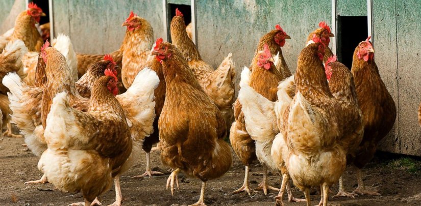 Provalili u koko&scaron;injce i ukrali domaću perad u vrijednosti od oko 500 eura