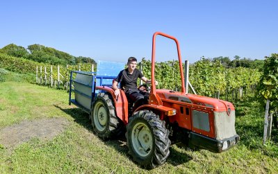 Kako za&scaron;tititi vinograde i druge nasade pogođene tučom da ne bi do&scaron;lo do bolesti