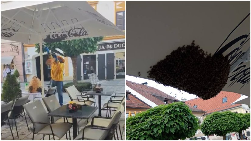 Rojevi pčela sve su če&scaron;ći gosti u gradu, kome se obratiti za njihovo zbrinjavanje?