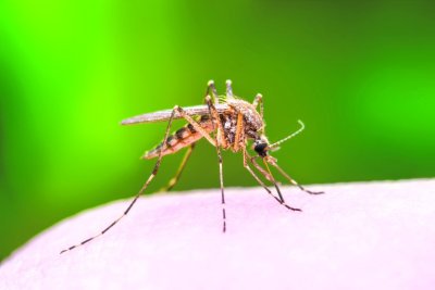 Objavljen raspored adulticidne dezinsekcije komaraca na području Grada Varaždina