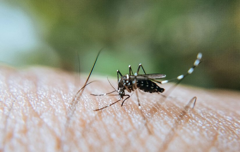 Komarci na meti: ovaj tjedan dezinsekcija, provjerite kada je na redu va&scaron; kvart