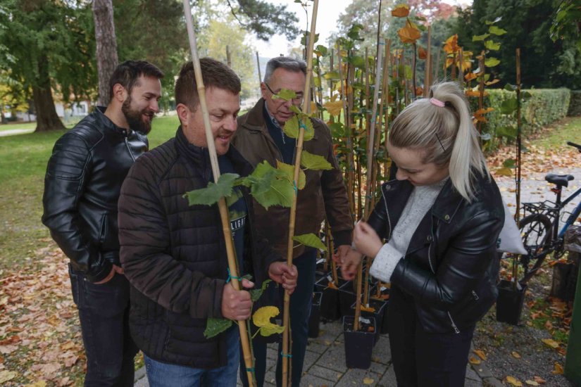 Zatvorene predbilježbe: U samo nekoliko sati "planule" sve klonirane ivanečke lipe