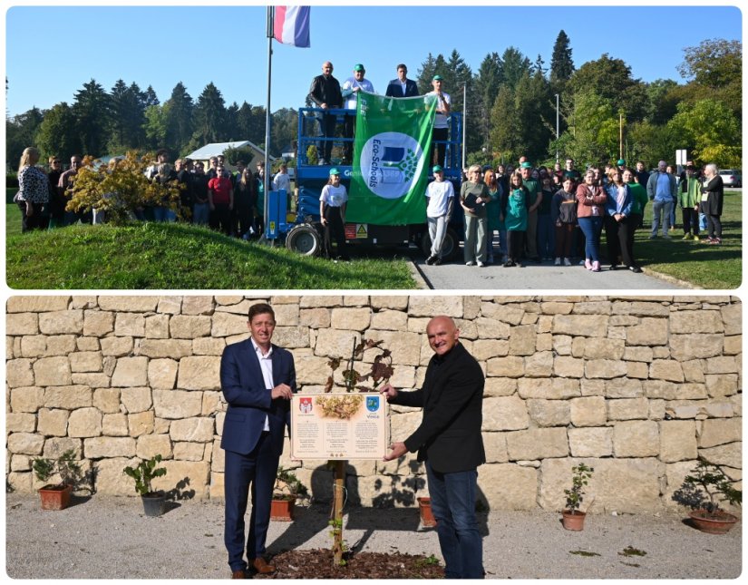 OPĆINA VINICA Podignuta zelena zastava i postavljena informativna ploča uz mladicu najstarije plemenite vinove loze na svijetu
