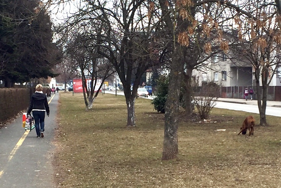boxerškola
