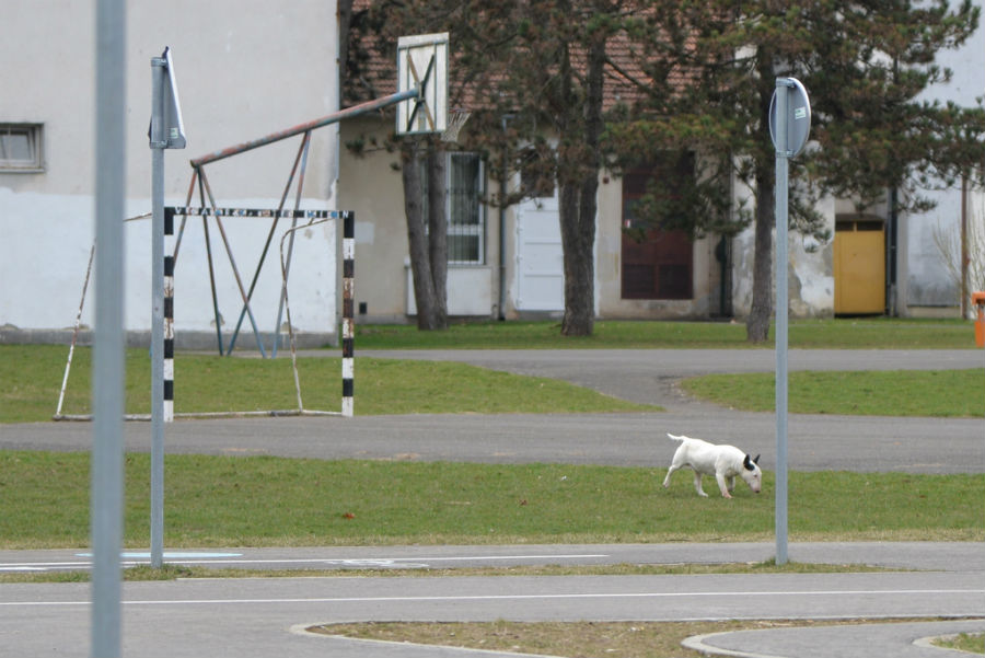 Bull terrier u skolskom dvoristu 4