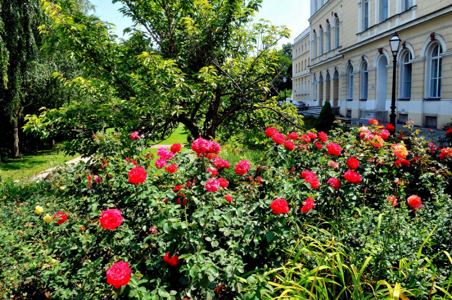 varazdin-ljeto-cvijece_10.jpg