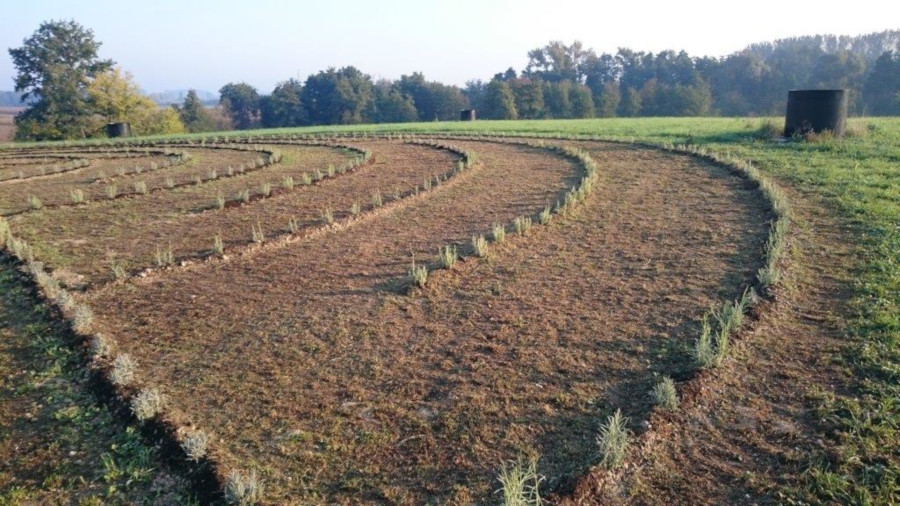 lavanda_šetnica_ludbreg_2.jpg