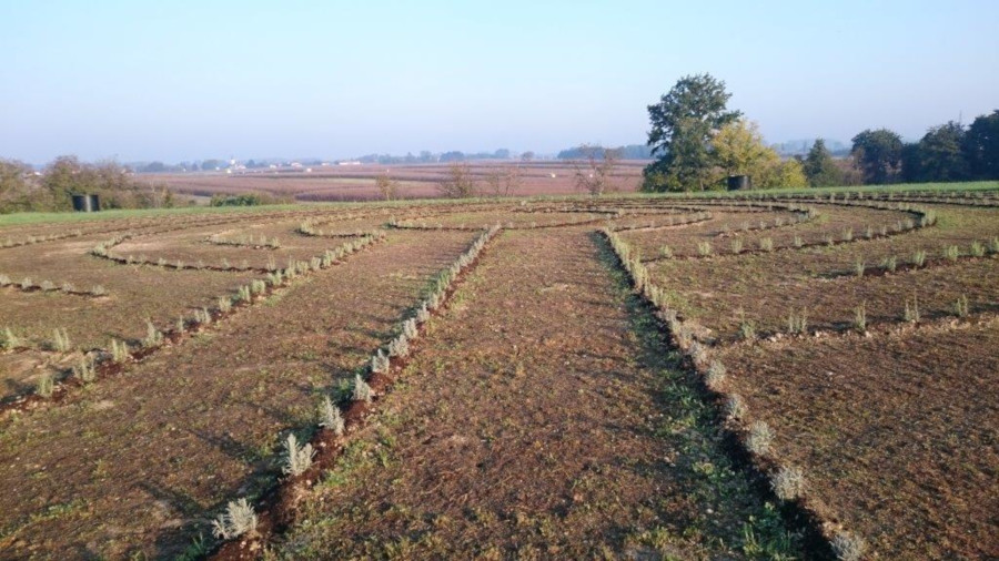 lavanda_šetnica_ludbreg_3.jpg