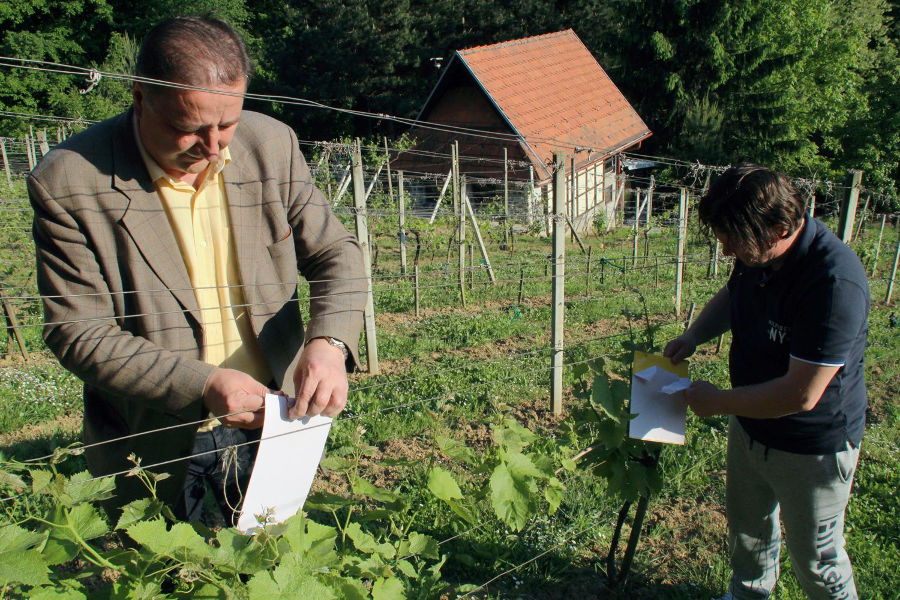 podjela_ljepljivih_ploca_za_vinograd_lepoglava_zlatna_zutica_1.jpg