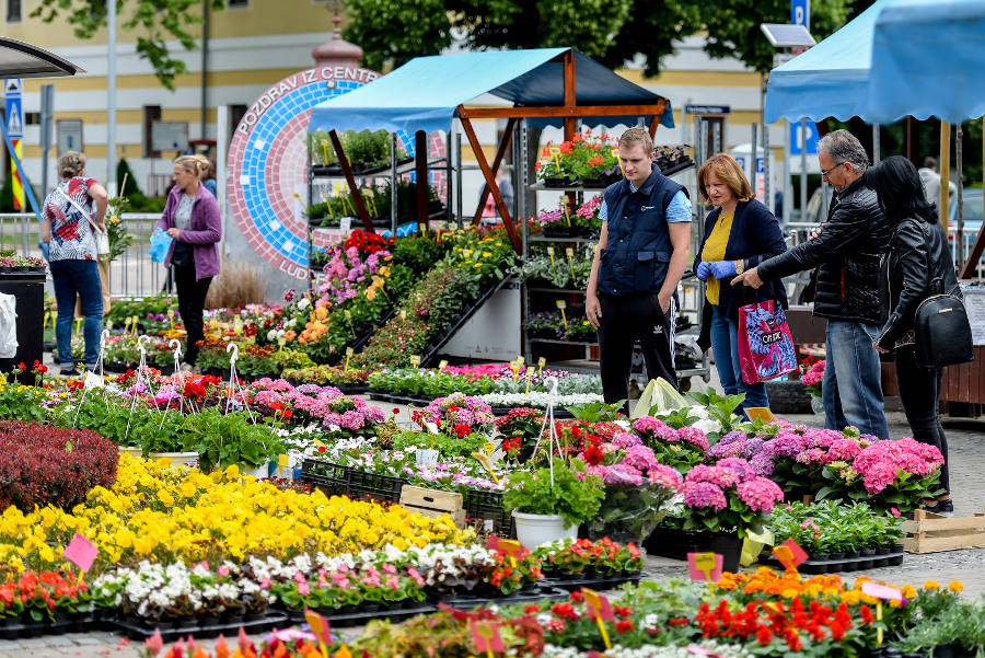 reformisti_ludbreg_trznica_cvijeca_16052020_5.JPG