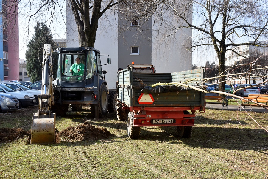 trakoscanska_sadnja_2.JPG