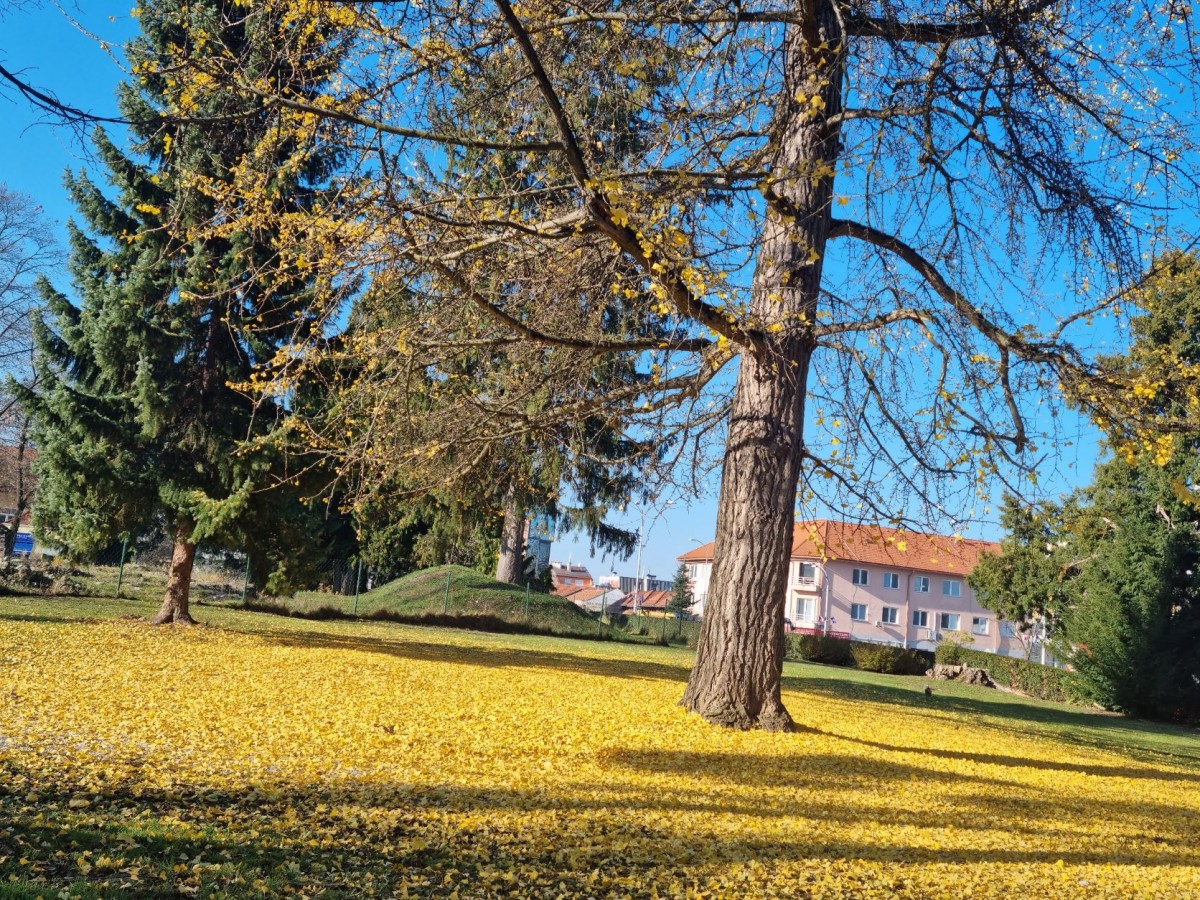 ginko_ivanec_park_22112021_1.jpg