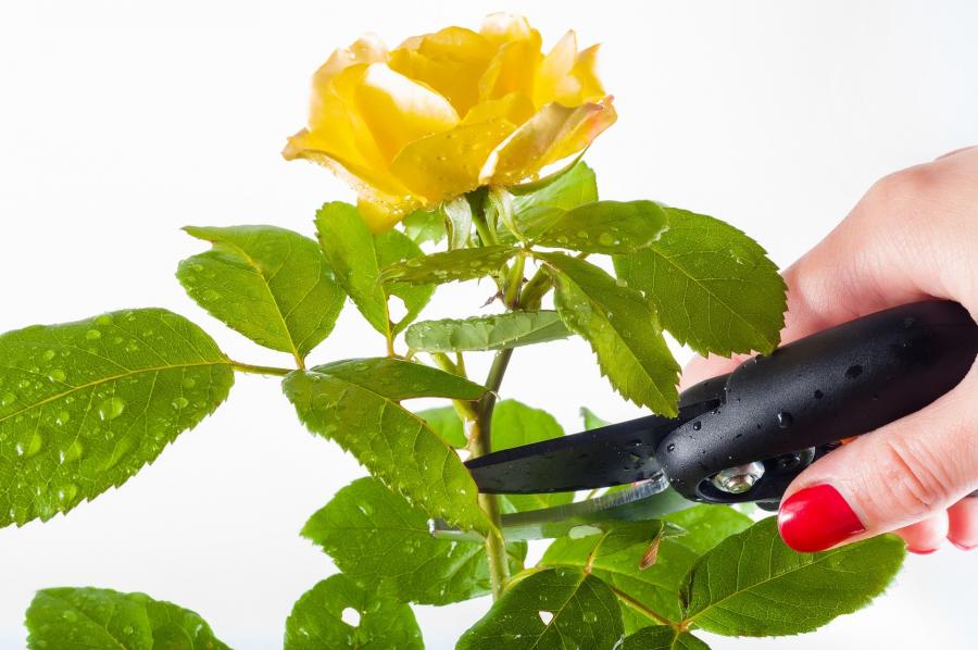 rose-g0926cd07f_1920.jpg
