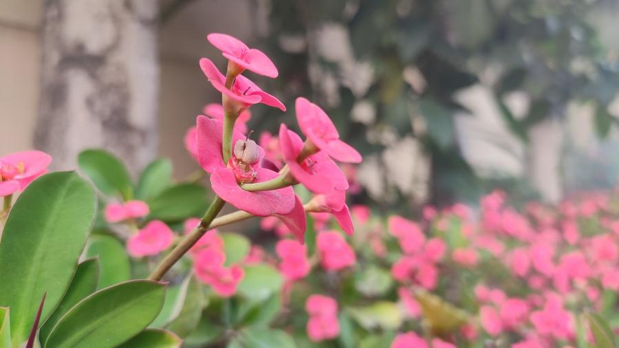 flowers-g5d6c8e1ed_1920.jpg