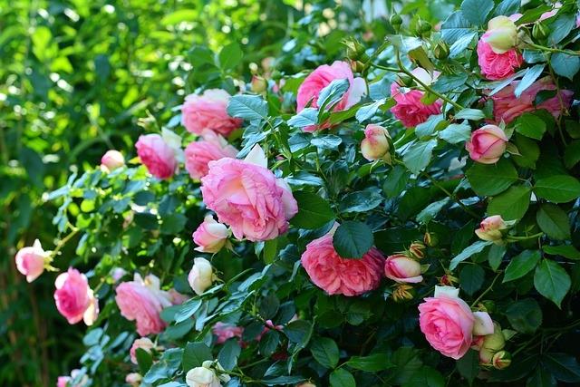 roses-g6fca3b98c_640.jpg