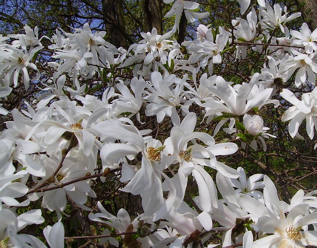 star-magnolia-g1bb7c4876_640.jpg
