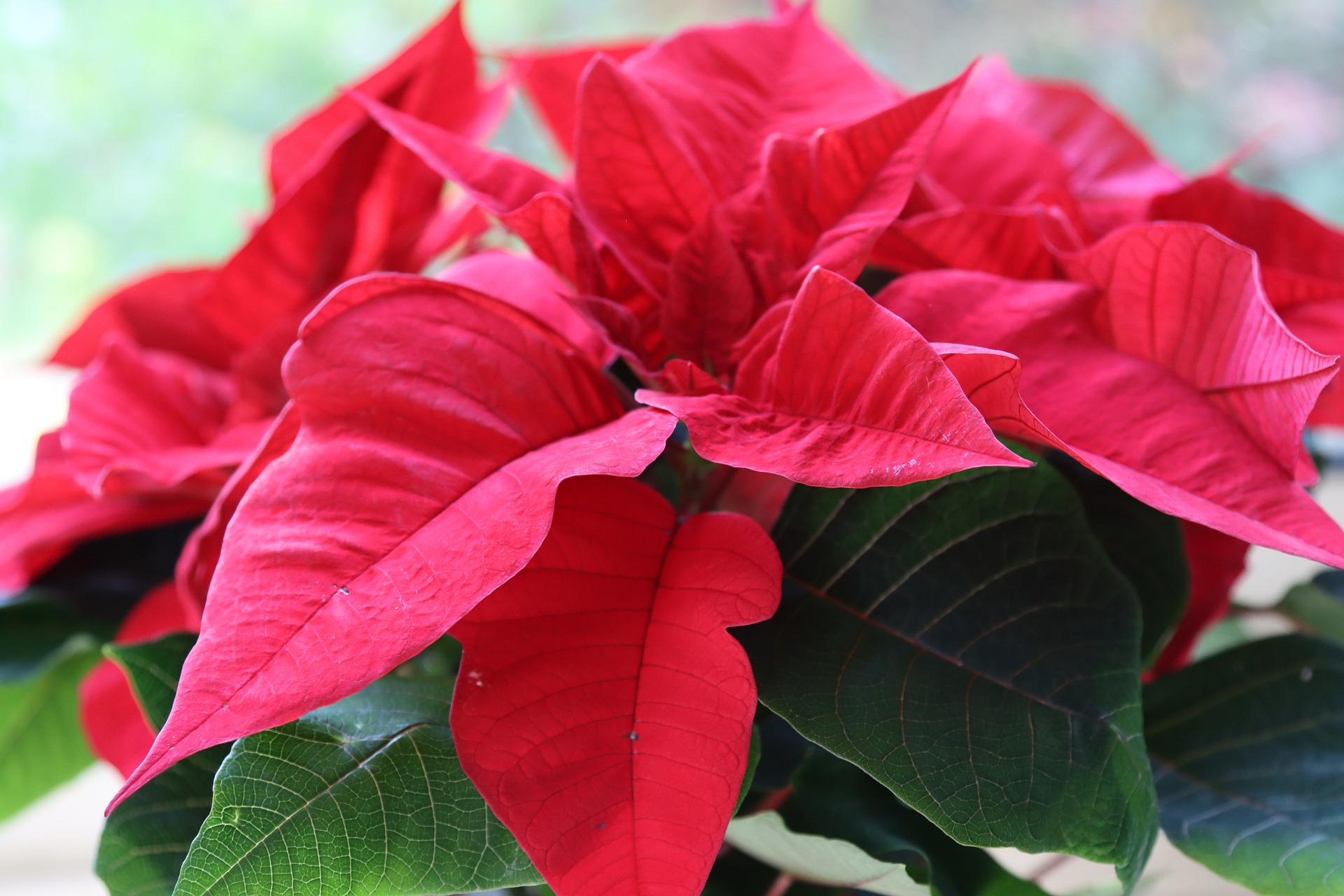 poinsettia-ga43899202_1920.jpg