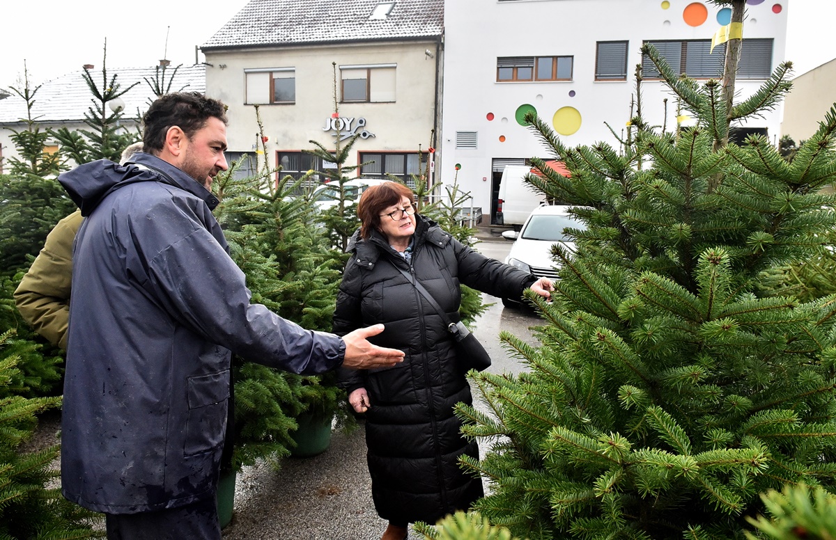 prodaja_borova_varazdin_banfica_17122022_2.JPG