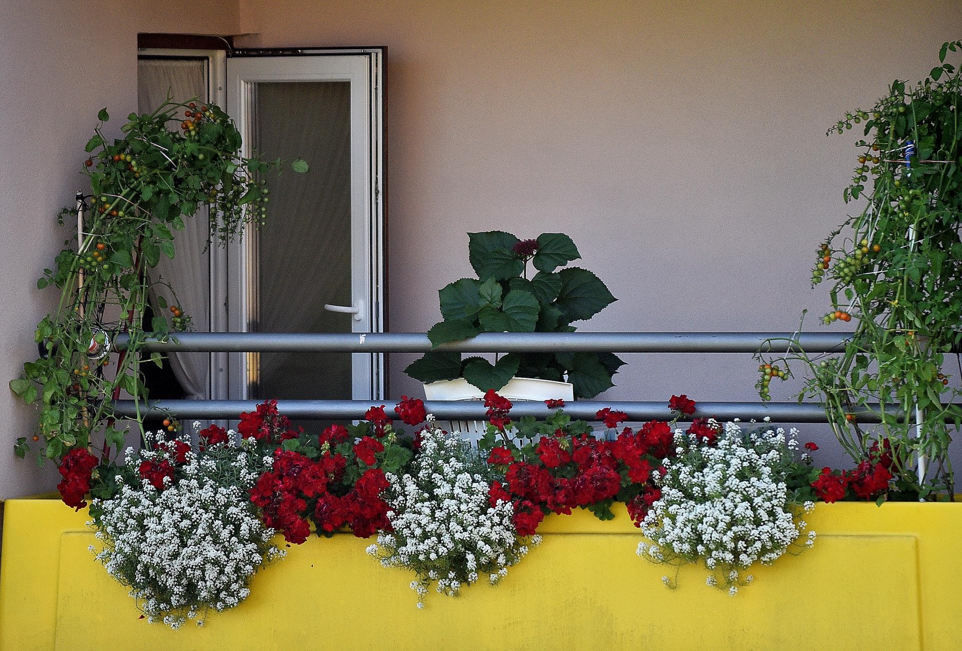 izbor_za_najljepsi_balkon_dom_za_starije_i_nemocne_osobe_varazdin_20072023_7.jpg