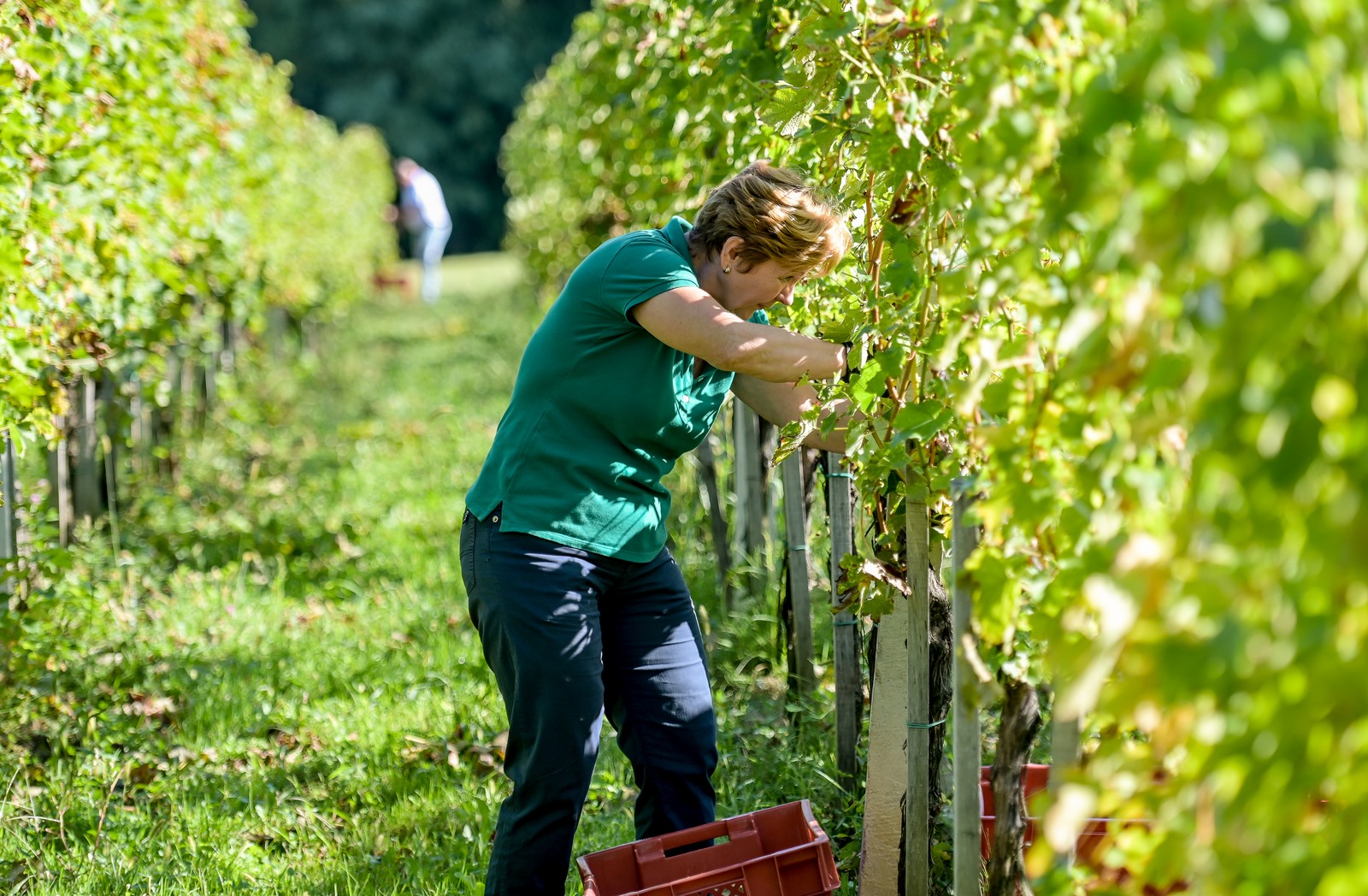 zupanijska_berba_vinogradi_ludbreski_2023_10.jpg