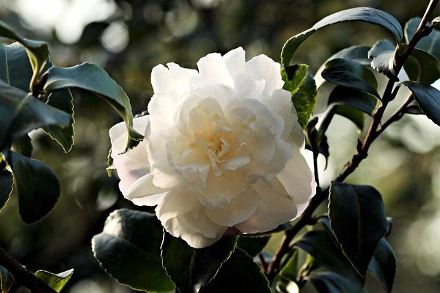 camellia-1883205_640.jpg