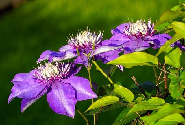 clematis-5154835_640.jpg