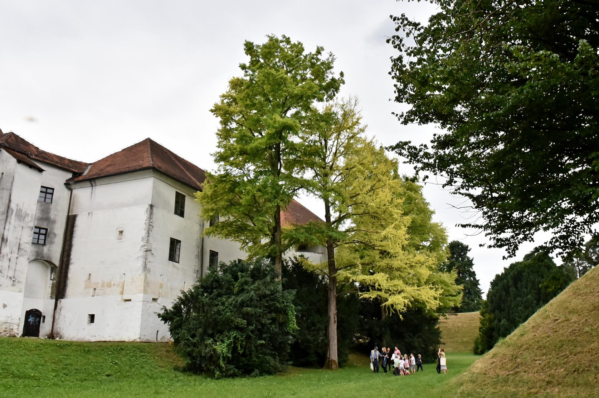 stablo_godine_varazdin_17062025_1.jpg