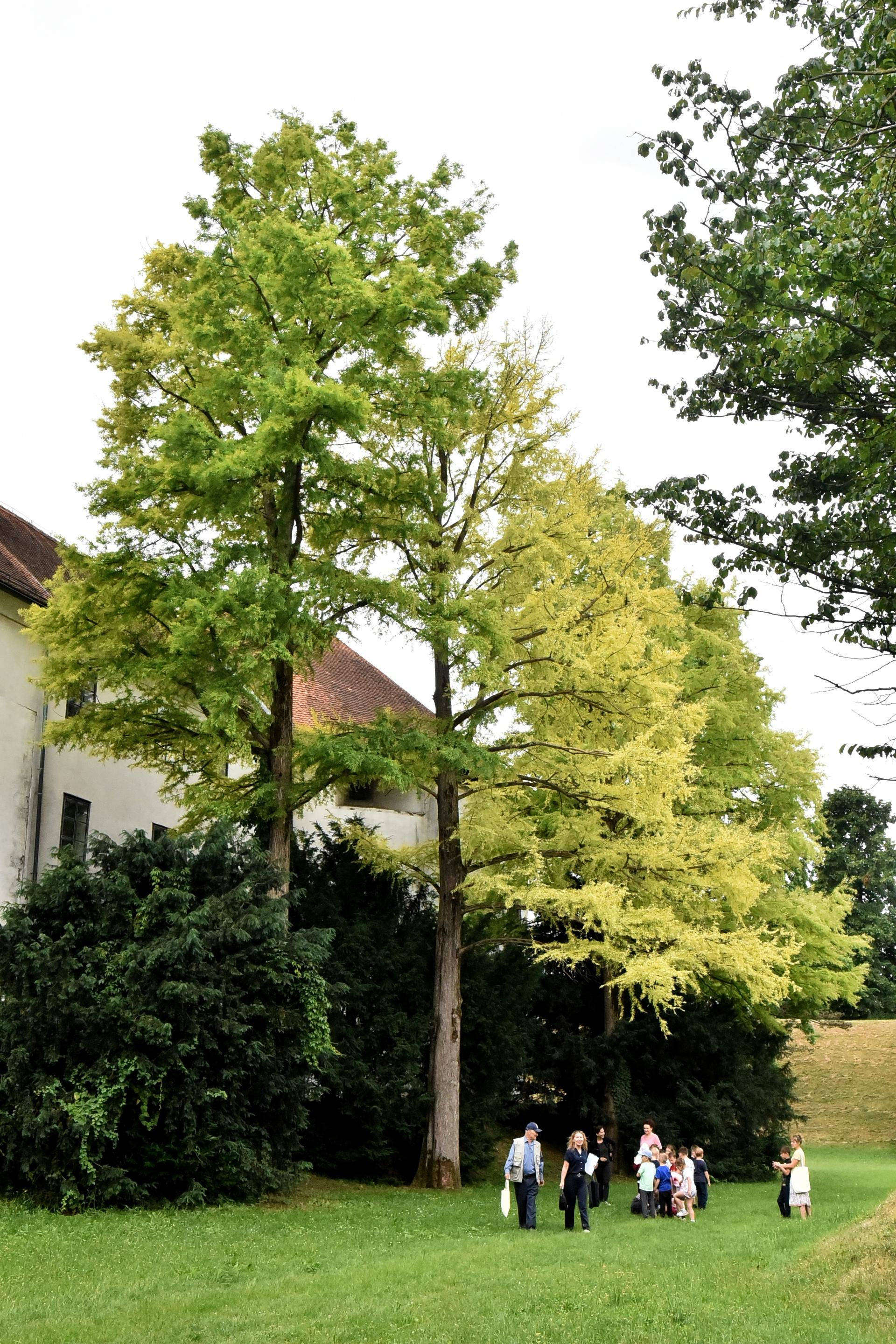 stablo_godine_varazdin_17062025_2.jpg