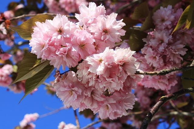 cherry-blossom-4142950_640.jpg