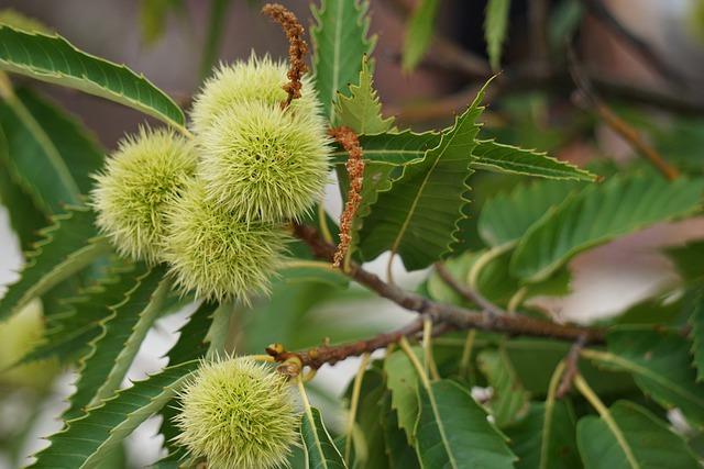 sweet-chestnut-5562089_640.jpg