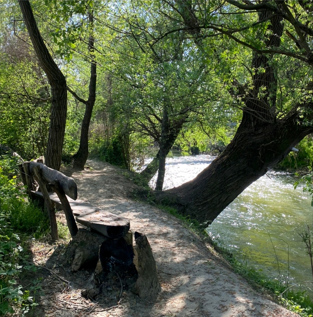 mali_bukovec_stablo_godine_bijela_vrba.jpg